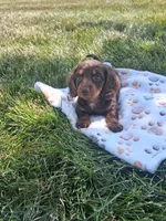 Reese , a female Miniature Dachshund for sale in Bourbon, IN – 1 of 7