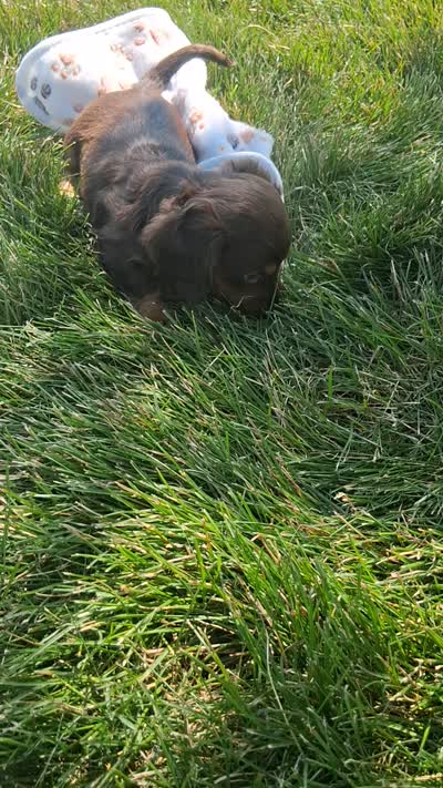 Hershy, a male Miniature Dachshund for sale in Bourbon, IN – 5 of 5