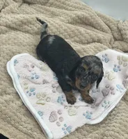 Delilah , a female Miniature Dachshund for sale in Bourbon, IN – 7 of 8