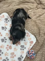DJ, a male Miniature Dachshund for sale in Bourbon, IN – 6 of 7