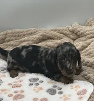Damion, a male Miniature Dachshund for sale in Bourbon, IN – 2 of 5