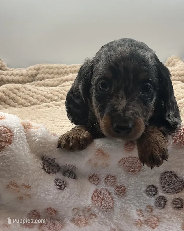 Damion – Miniature Dachshund puppy for sale in Bourbon, IN