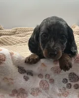 Damion, a male Miniature Dachshund for sale in Bourbon, IN – 1 of 5