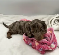 Mazzie, a female Miniature Dachshund for sale in Bourbon, IN – 7 of 7