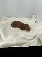 Buzz, a male Miniature Dachshund for sale in Plymouth, IN – Photo 4 of 6