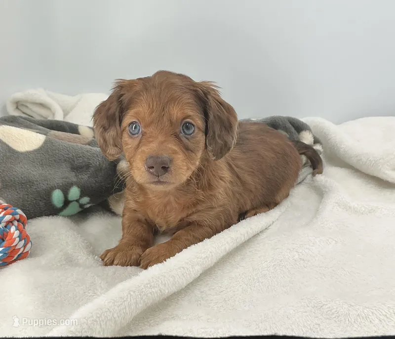 Buzz – Miniature Dachshund puppy for sale in Plymouth, IN