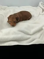 Buzz, a male Miniature Dachshund for sale in Plymouth, IN – Photo 5 of 6