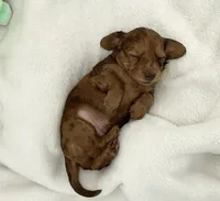 Buzz, a male Miniature Dachshund for sale in Plymouth, IN – Photo 3 of 6