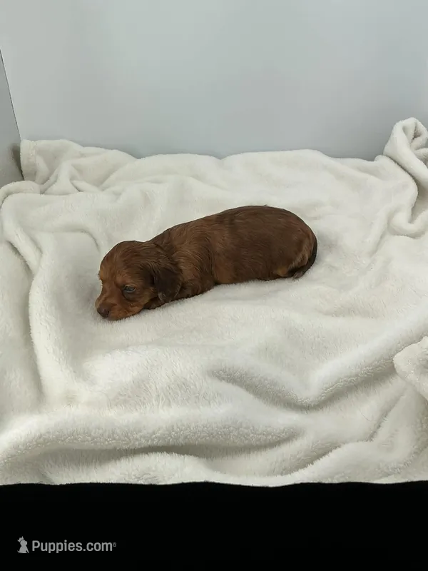 Buzz – Miniature Dachshund puppy for sale in Plymouth, IN
