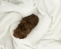 Buzz, a male Miniature Dachshund for sale in Plymouth, IN – Photo 2 of 6