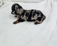 Dewey, a male Miniature Dachshund for sale in Plymouth, IN – Photo 4 of 4