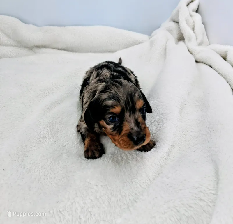 Dewey – Miniature Dachshund puppy for sale in Plymouth, IN