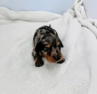 Dewey, a male Miniature Dachshund for sale in Plymouth, IN – Photo 1 of 4