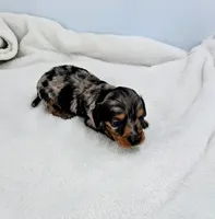 Dewey, a male Miniature Dachshund for sale in Plymouth, IN – Photo 2 of 4