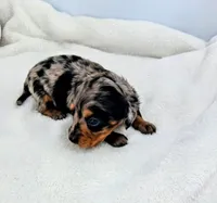 Dewey, a male Miniature Dachshund for sale in Plymouth, IN – Photo 3 of 4