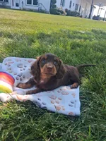 Reese , a female Miniature Dachshund for sale in Bourbon, IN – 6 of 7