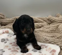 Dillon, a male Miniature Dachshund for sale in Bourbon, IN – 3 of 5