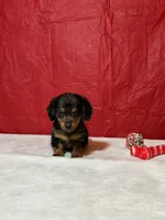 Hugsly, a male Miniature Dachshund for sale in Plymouth, IN – Photo 6 of 7