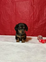 Hugsly, a male Miniature Dachshund for sale in Plymouth, IN – Photo 1 of 7