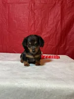 Hugsly, a male Miniature Dachshund for sale in Plymouth, IN – Photo 5 of 7