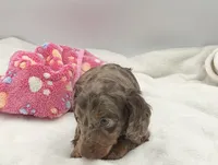 Mazzie, a female Miniature Dachshund for sale in Bourbon, IN – 6 of 7