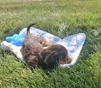 Hershy, a male Miniature Dachshund for sale in Bourbon, IN – 2 of 5
