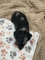 Don, a male Miniature Dachshund for sale in Bourbon, IN – 10 of 10