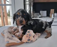 Stitch, a male Miniature Dachshund for sale in Plymouth, IN – Photo 3 of 4