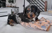 Stitch, a male Miniature Dachshund for sale in Plymouth, IN – Photo 1 of 4