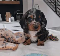 Stitch, a male Miniature Dachshund for sale in Plymouth, IN – Photo 2 of 4