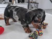 Stitch, a male Miniature Dachshund for sale in Plymouth, IN – Photo 4 of 4