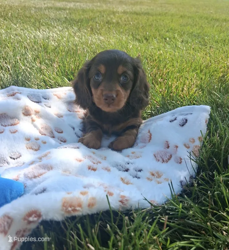Hershy – Miniature Dachshund puppy for sale in Bourbon, IN