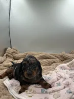 Delilah , a female Miniature Dachshund for sale in Bourbon, IN – 4 of 8