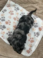 Damion, a male Miniature Dachshund for sale in Bourbon, IN – 5 of 5