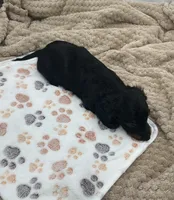 Dillon, a male Miniature Dachshund for sale in Bourbon, IN – 5 of 5