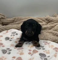 Douglas, a male Miniature Dachshund for sale in Bourbon, IN – 2 of 7