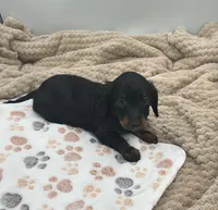 Dillon, a male Miniature Dachshund for sale in Bourbon, IN – 1 of 5