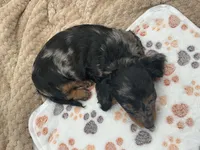 DJ, a male Miniature Dachshund for sale in Bourbon, IN – 7 of 7