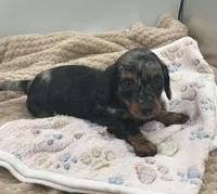 Delilah , a female Miniature Dachshund for sale in Bourbon, IN – 5 of 8