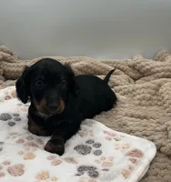 Dillon, a male Miniature Dachshund for sale in Bourbon, IN – 2 of 5