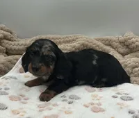 Don, a male Miniature Dachshund for sale in Bourbon, IN – 6 of 10