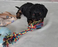 Smoke, a male Miniature Dachshund for sale in Plymouth, IN – Photo 4 of 5