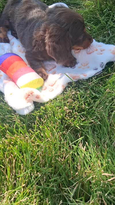 Reese , a female Miniature Dachshund for sale in Bourbon, IN – 7 of 7