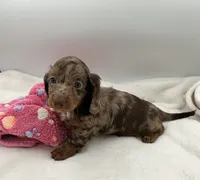 Mazzie, a female Miniature Dachshund for sale in Bourbon, IN – 2 of 7