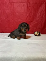 Ahāvè, a female Miniature Dachshund for sale in Plymouth, IN – Photo 3 of 5