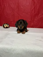 Ahāvè, a female Miniature Dachshund for sale in Plymouth, IN – Photo 1 of 5