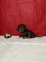 Ahāvè, a female Miniature Dachshund for sale in Plymouth, IN – Photo 5 of 5