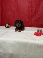 Ahāvè, a female Miniature Dachshund for sale in Plymouth, IN – Photo 2 of 5