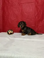 Ahāvè, a female Miniature Dachshund for sale in Plymouth, IN – Photo 4 of 5
