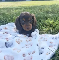 Hershy, a male Miniature Dachshund for sale in Bourbon, IN – 3 of 5